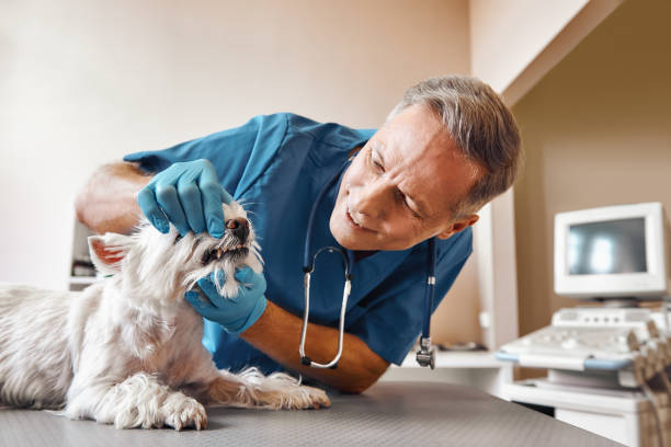Best Urgent Dental Care in Jarrell, TX
